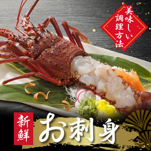 伊勢海老セット[Ｂ]　【 伊勢海老 いせえび 】