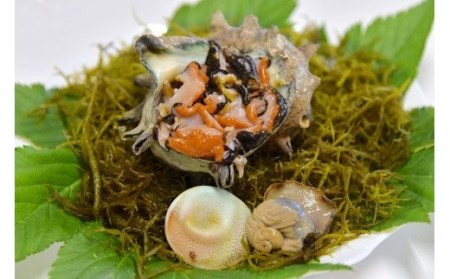 さざえセット[D]　【 サザエ 】