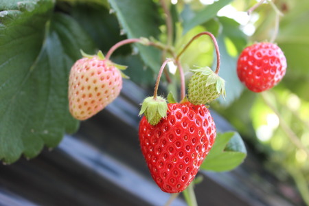 【2026年発送予定】いちご 完熟冷凍いちご 4kg