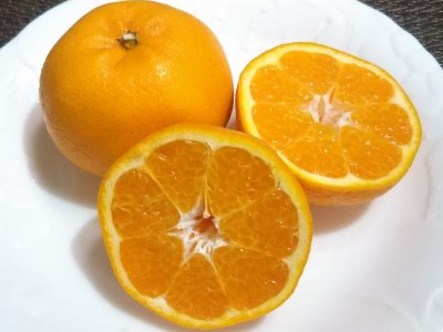 【先行予約_2026年出荷分】湯の花 はるみ10kg箱セット 【 はるみ 】