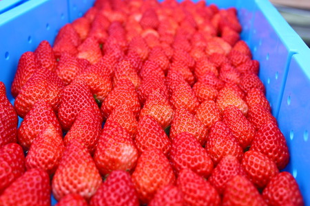 南伊豆産冷凍イチゴ2kg　　【 フローズン ストロベリー スムージー 苺 いちご 】