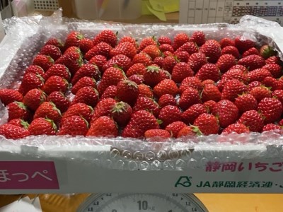 【予約受付 2025年2月以降配送】南伊豆産いちご　紅ほっぺ2kg　【 苺 いちご フルーツ 果物 】