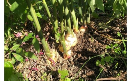 自然栽培生姜の佃煮ふりかけ　3個入り