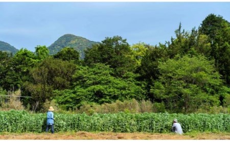自然栽培生姜の佃煮ふりかけ　3個入り