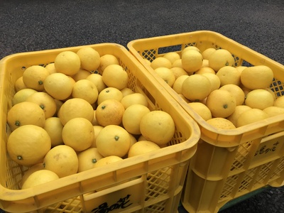 【先行予約＿2026年出荷分】湯の花 伊豆の香りニューサマーオレンジ 10kg箱セット　【 日向夏 ニューサマーオレンジ 日向夏セット ニューサマーオレンジセット 果物 果物セット】