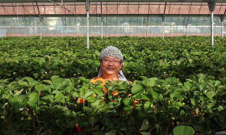 【予約受付】手作りいちごのシュガーセット2本入り