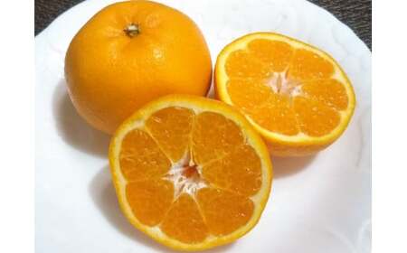 【先行予約＿2026年出荷分】湯の花　はるみ３kg　【 はるみ 】