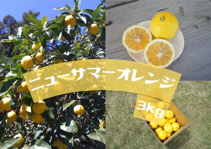 【先行予約】湯の花　伊豆の香りニューサマーオレンジ　３kg