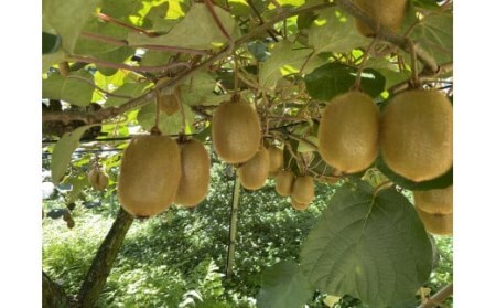 【予約受付】湯の花 キウイフルーツ 2kg（20玉前後）【 キウイ 果物 くだもの】