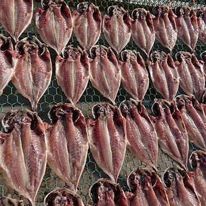 魚栄の天日干し あじのひらき6枚_魚介・海産物  干物 _【配送不可地域：離島】【1224274】