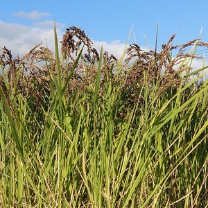 わたなべ農園　幻の古代米「緑米」900g