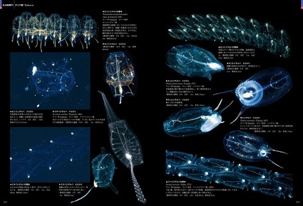 清水町ふるさと大使　海洋生物写真家　峯水亮氏の著書『日本クラゲ大図鑑』