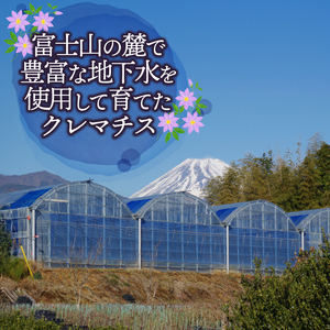 花苗 クレマチス 苗 6鉢 ミックス ガーデニング 寄せ植え 花苗