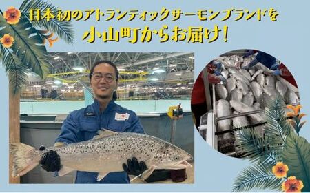 国産 アトランティックサーモン ポキ 丼 70g × 4パック 塩麴たれ サーモン 漬け