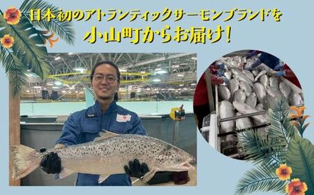 ポキ丼 サーモン 冷凍 約160g×4P 漬けサーモンと大葉 ポキ丼