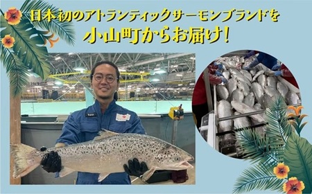 ポキ丼 サーモン 冷凍 食べ比べ 約160g/約130g×2P×4種 サーモンポキ丼