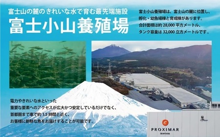 ポキ丼 サーモン 冷凍 食べ比べ 約160g/約130g×2P×4種 サーモンポキ丼