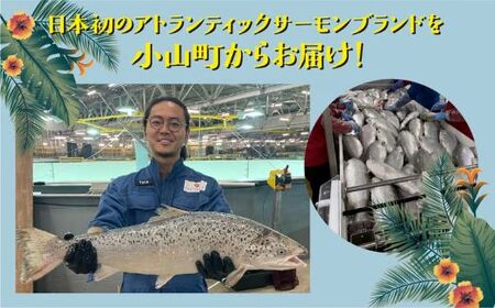 ポキ丼 サーモン 冷凍 食べ比べ 約160g/約130g×3P×4種 サーモンポキ丼