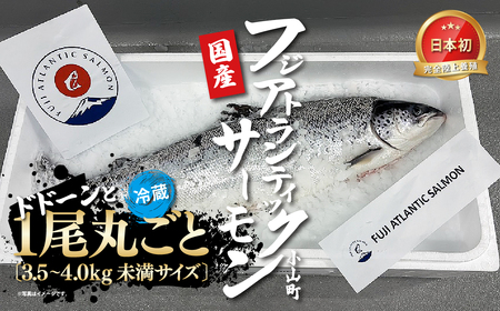 日本初 完全陸上養殖 フジアトランティックサーモン 冷蔵 1尾丸ごと（ 3.5～4.0kg未満サイズ ）