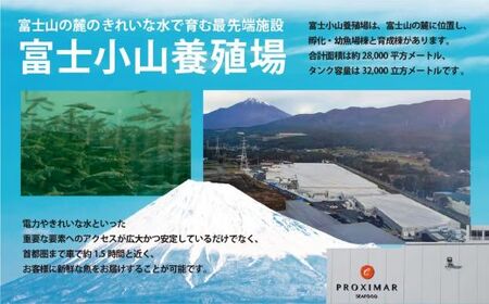 ポキ丼 サーモン 冷凍 食べ比べ 約160g/約130g×1P×4種 サーモンポキ丼