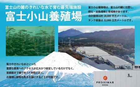 訳あり サーモン 約2kg 国産サーモン 訳あり