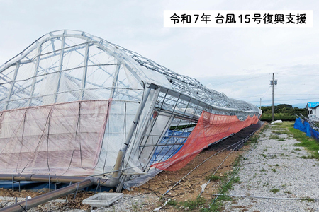 【令和7年台風15号復興支援】いちご 冷凍 きらぴ香 1kg 2袋 計2kg [ HITOMISHIRI ICHIGO 中村農園 静岡県 吉田町 22424684]