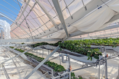 【令和7年台風15号復興支援】いちご 冷凍 きらぴ香 1kg 2袋 計2kg [ HITOMISHIRI ICHIGO 中村農園 静岡県 吉田町 22424684]