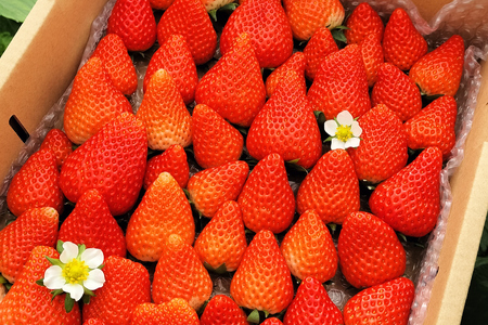 【令和7年台風15号復興支援】いちご 冷凍 きらぴ香 1kg 2袋 計2kg [ HITOMISHIRI ICHIGO 中村農園 静岡県 吉田町 22424684]