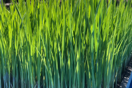 【期間限定発送】 米 令和7年 コシヒカリ 4.5kg [ご馳走畑 静岡県 吉田町 22424520]