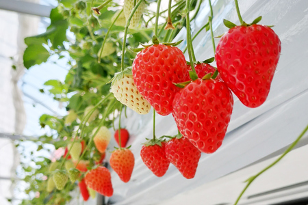 【令和7年台風15号復興支援】いちご 冷凍 きらぴ香 1kg 1袋 [HITOMISHIRI ICHIGO 中村農園 静岡県 吉田町 22424686]