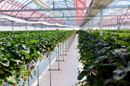 【令和7年台風15号復興支援】いちご 冷凍 きらぴ香 1kg 1袋 [HITOMISHIRI ICHIGO 中村農園 静岡県 吉田町 22424686]