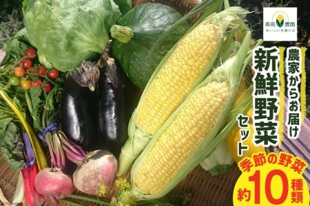 【期間限定発送】農家からお届け 新鮮野菜セット [桑高農園 静岡県 吉田町 22424127]