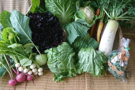 【期間限定発送】農家からお届け 新鮮野菜セット [桑高農園 静岡県 吉田町 22424127]