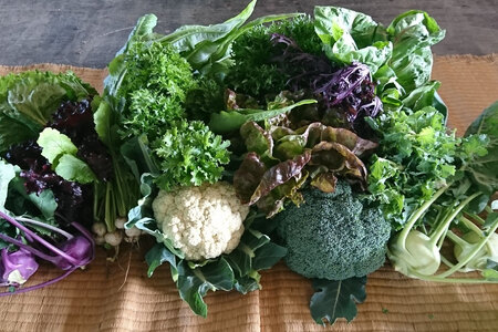 【期間限定発送】農家からお届け 新鮮野菜セット [桑高農園 静岡県 吉田町 22424127]