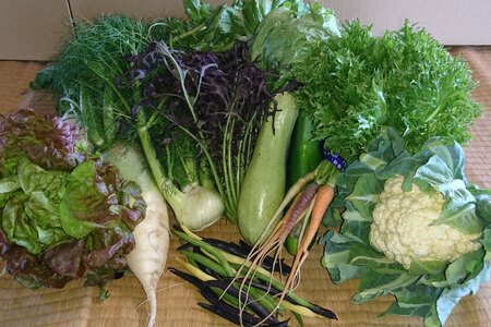 【期間限定発送】農家からお届け 新鮮野菜セット [桑高農園 静岡県 吉田町 22424127]