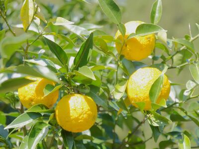 11-81 ゆずジェラート（1バルク 2000ml）