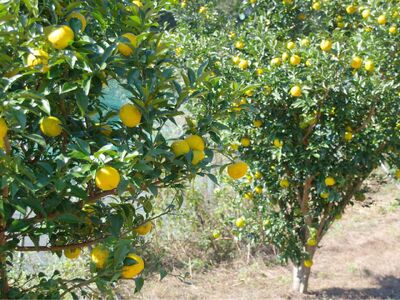 11-81 ゆずジェラート（1バルク 2000ml）