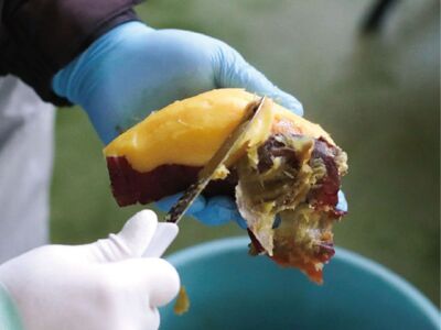 17-8　焼きいもジェラート（1バルク 2000ml）