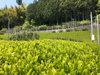 11-8 川根本町産 川根銘茶5本セット