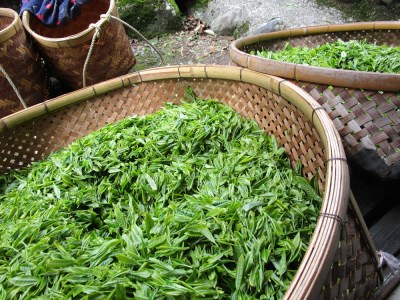 10-2 生粋川根茶 澤本園 ふるさとありがとう3