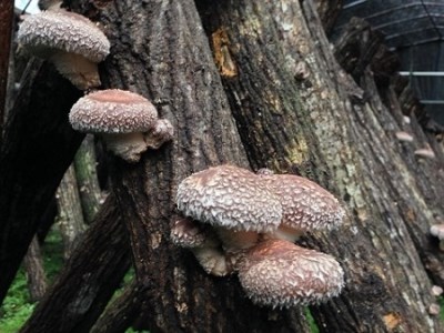 6-6 肉厚 原木栽培 生しいたけ