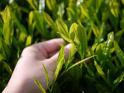 6-7 厳選川根茶 2種おすすめセット