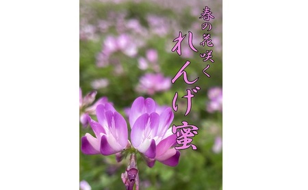 【春の花咲く】 国産 れんげ 蜂蜜 120g 無添加 無着色 非加熱 安心安全 こだわり はちみつ ハチミツ ハニー