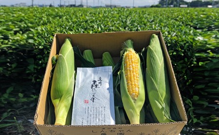 大人気!しんちゃん農園の甘~いとうもろこし甘太郎と新茶のセット(新茶1P、とうもろこし8~9本入り)