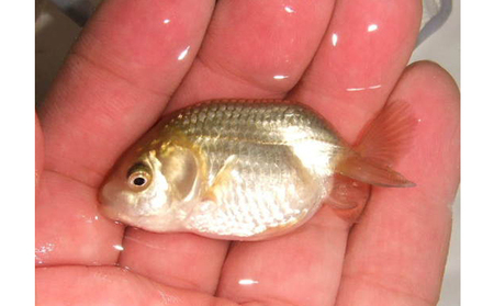 らんちゅう 青仔 7匹 生き物 金魚 稚魚 