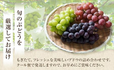 【2026年8月中旬より発送】シャインマスカット・他ブドウ詰め合わせセット（種なし）合計約2.8kg