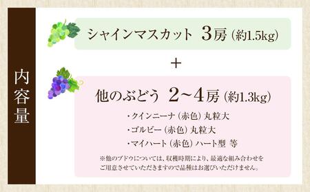 【2026年8月中旬より発送】シャインマスカット・他ブドウ詰め合わせセット（種なし）合計約2.8kg