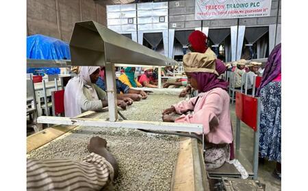 コロンビア・ピンクブルボン カンポ エルモソ×エチオピア・グジ アナソラ(中挽き)