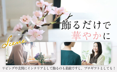 新春　淡雪桜　さくら　魔法の水　マジカルウォーター『薄紅』