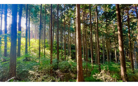 Forest ルームフレグランスミスト